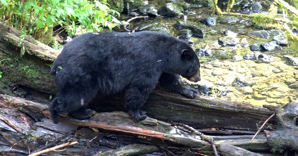 Alaska cruise mistakes - bears