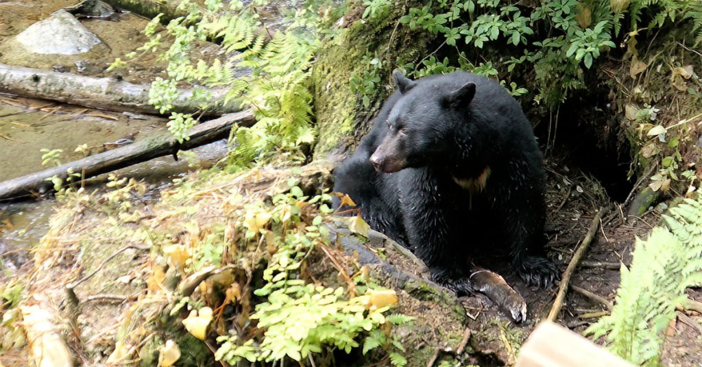 First Alaska Cruise - wildlife bear