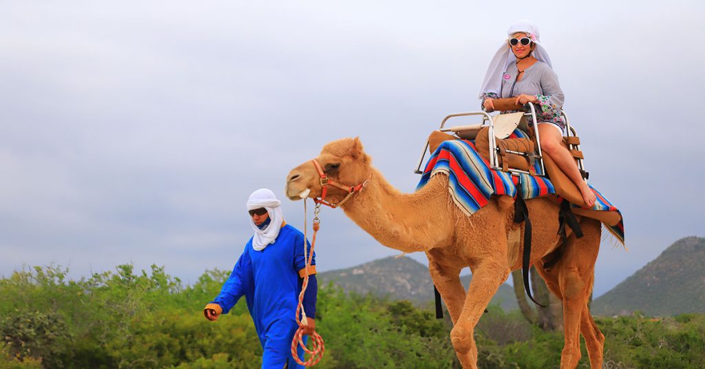 DIY Shore Excursions - Camels