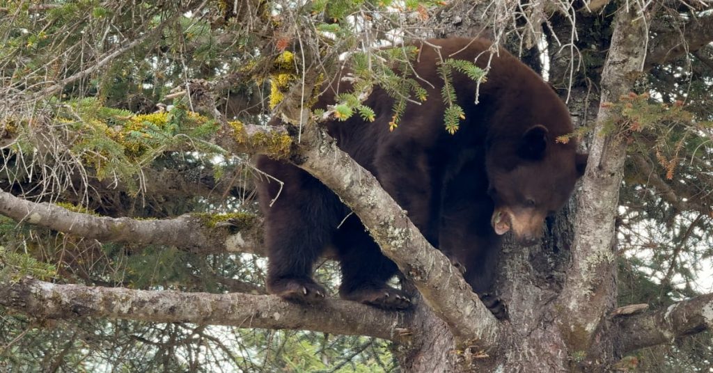 Alaska cruise Excursions Bear