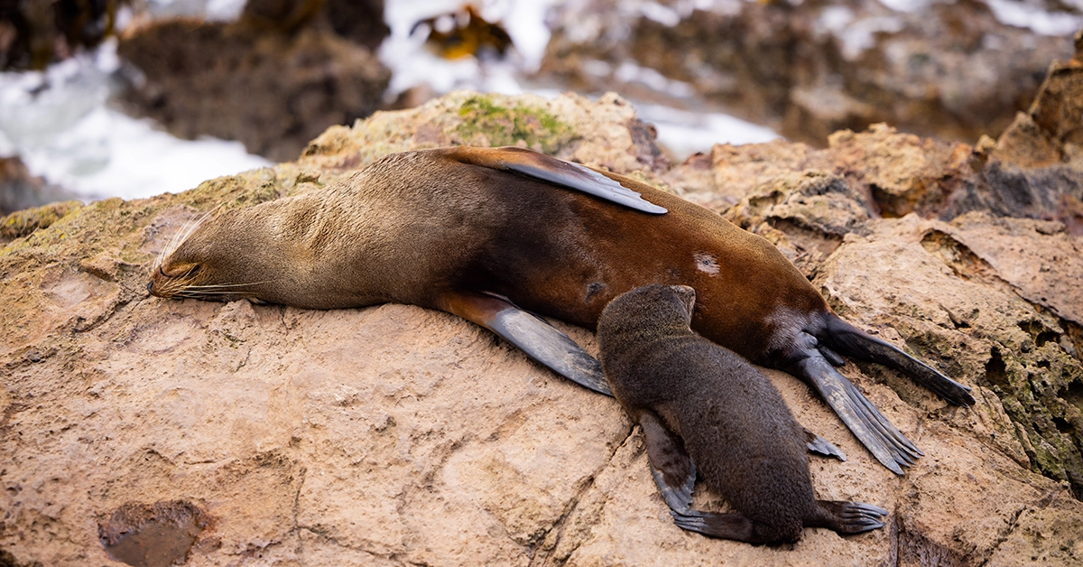 Discovery Princess New Zealand Dunedin Natures Wonders Excursion Fur Seal Pup - Credit Callum Snape