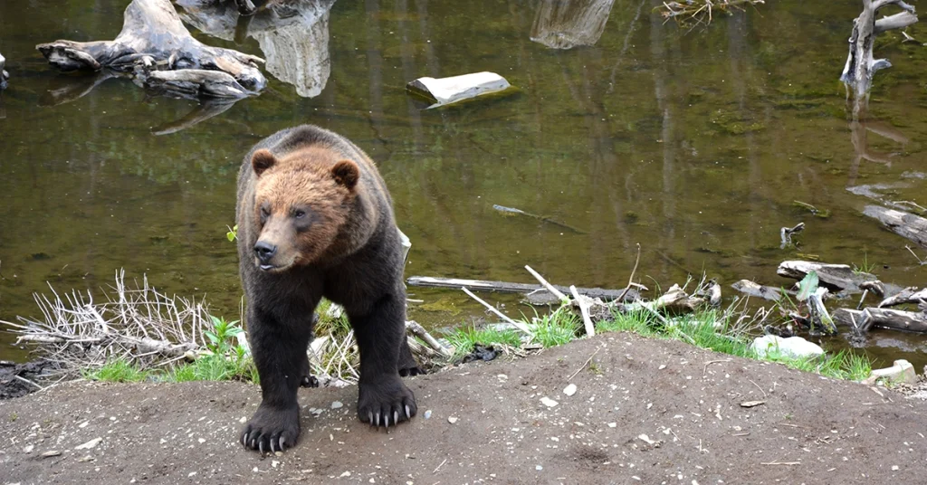 What to Pack for an Alaska Cruise - Bear