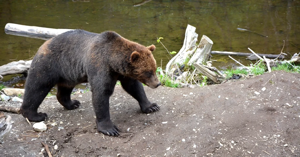 Is an Alaska Cruise Worth It in 2026 - Wildlife