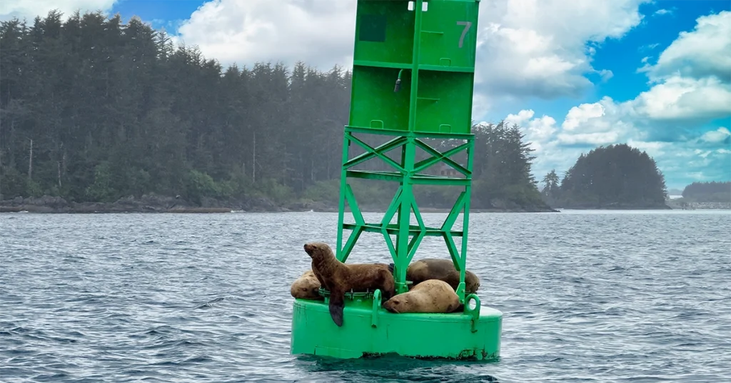 What to Pack for an Alaska Cruise - Wildlife