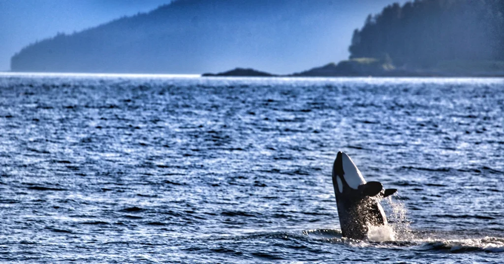 Holland America Alaska Cruise - Alaska Juneau Orca