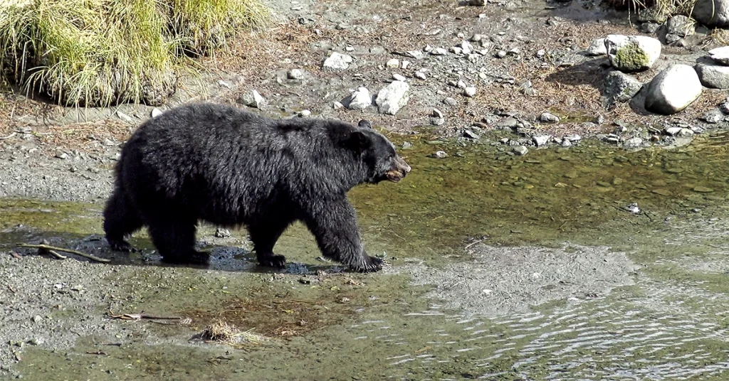Alaska Cruise in September - Bear