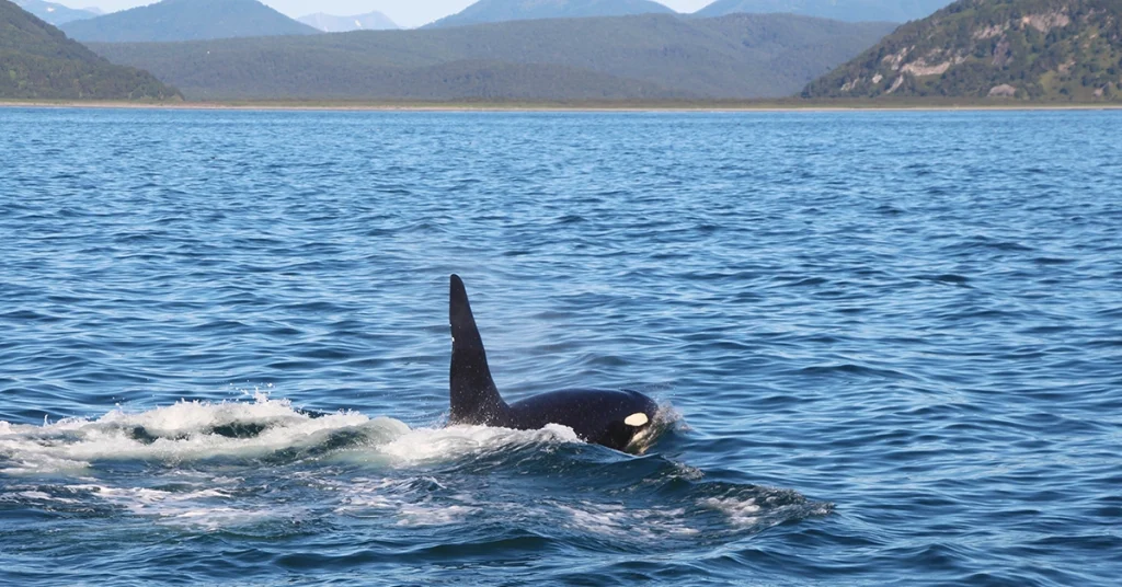 Alaska Cruise in September - Orca